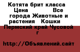 Котята брит класса › Цена ­ 20 000 - Все города Животные и растения » Кошки   . Пермский край,Чусовой г.